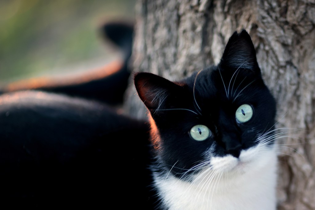 Wherever I find a cat that’s my&nbsp;home