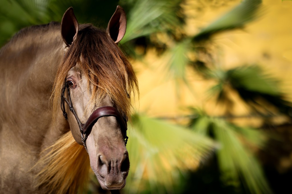Presentation of Spanish Stallions